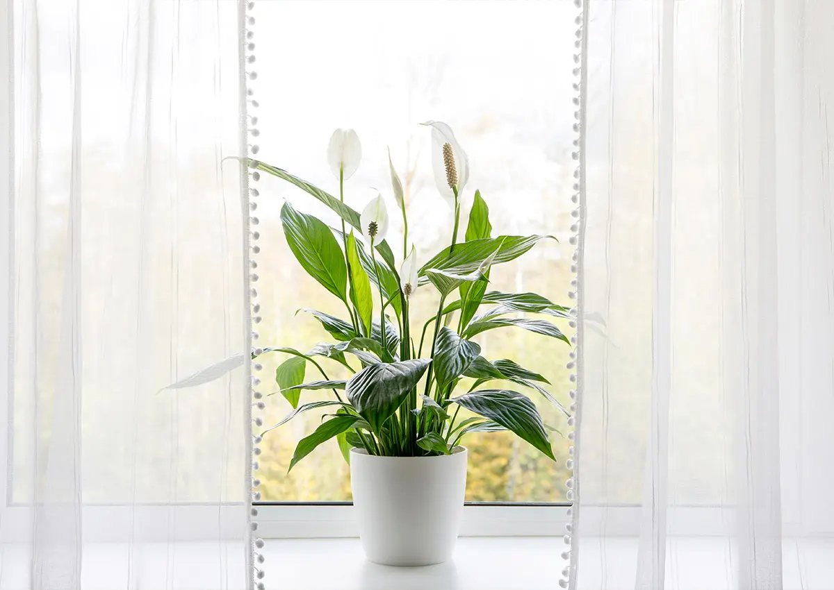 4. Improved Indoor Air Quality 4. Improved Indoor Air Quality